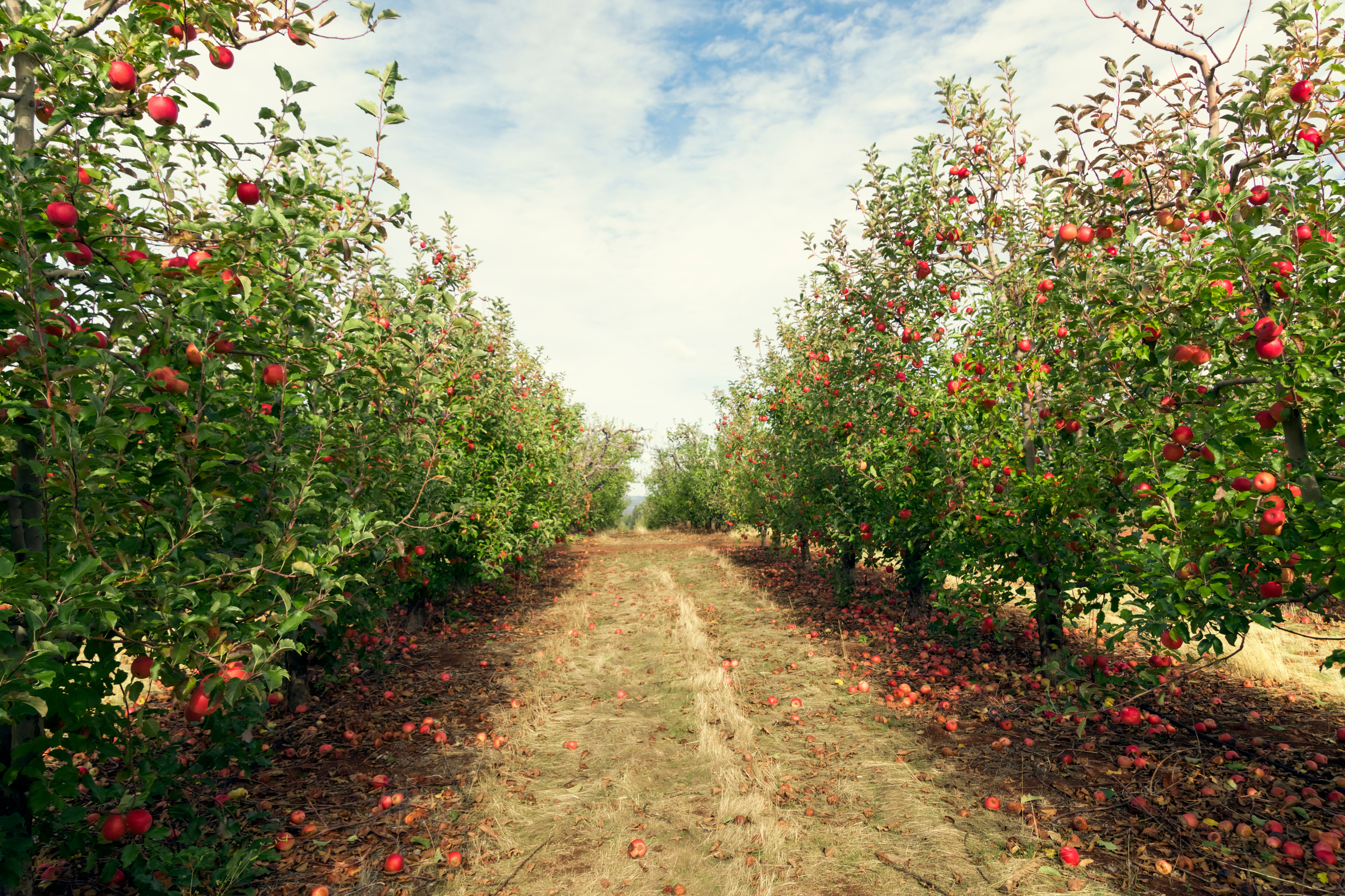 Apple orchard